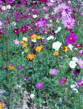 Field of Cosmos Flowers