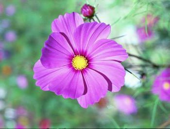Pink Cosmos