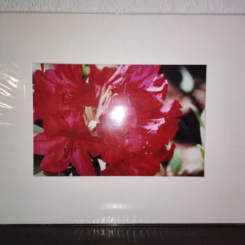 Native Rhododendron - Rhododendron sp.
