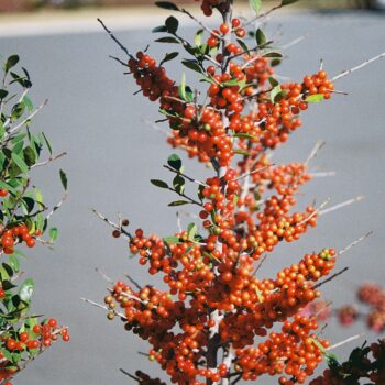 Ilex vomitoria - Yaupon Holly, Yaupon Fine Art Print