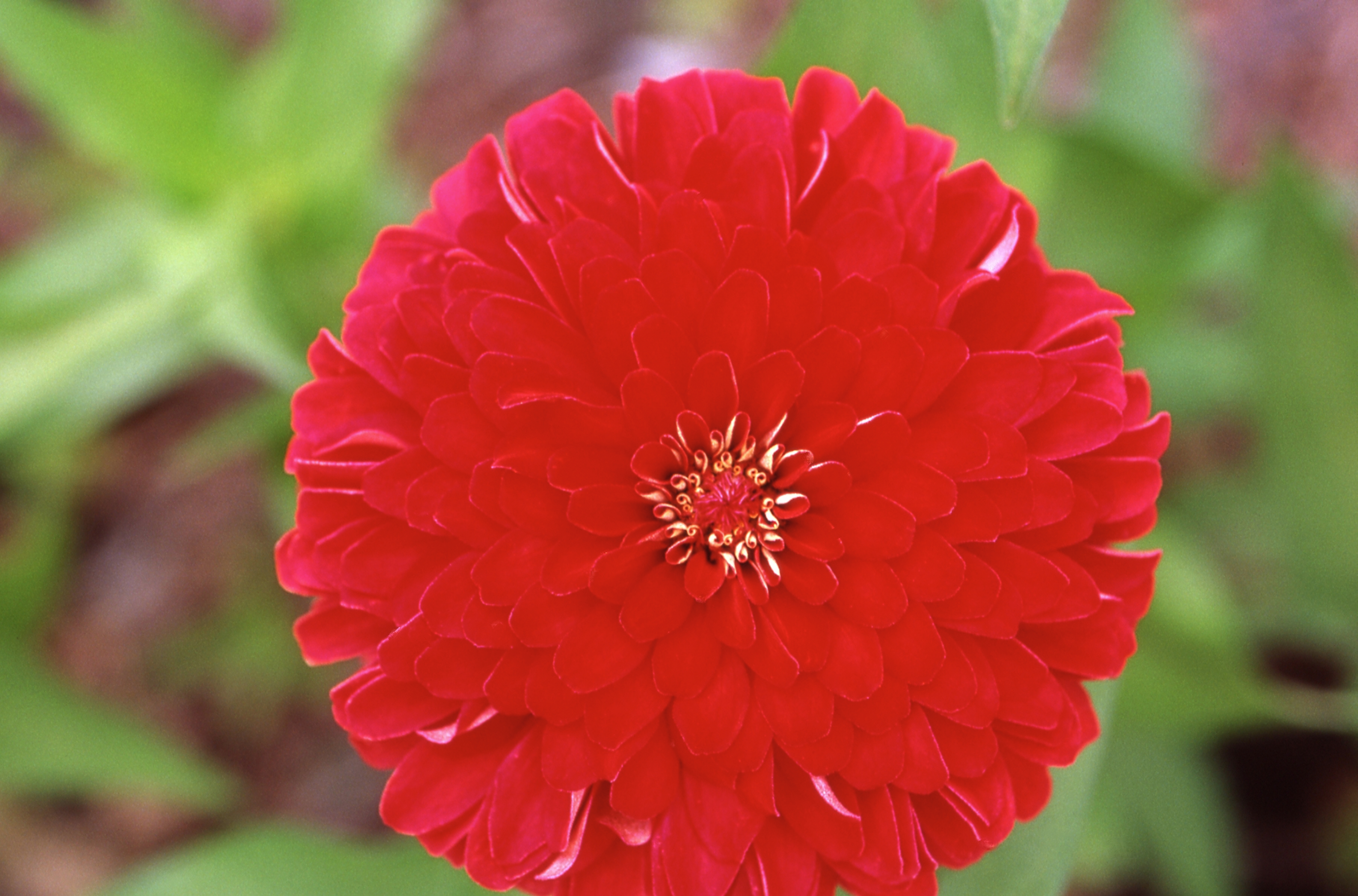 Zinnia elegans Red - Zinnia Fine Art Print.
