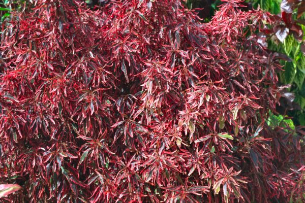 Acalypha wilkesiana - Copper Leaf, Jacob's Coat