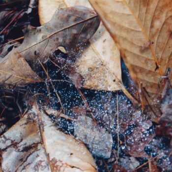 Fall Leaves and Moss in the Woods Fine Art Print