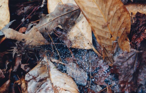 Fall Leaves and Moss in the Woods Fine Art Print