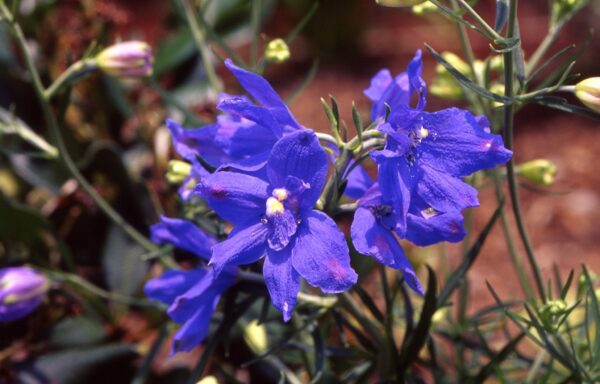 Delphinium grandiflorum ‘Blue Butterfly’ - Chinese Delphinium Fine Art Print