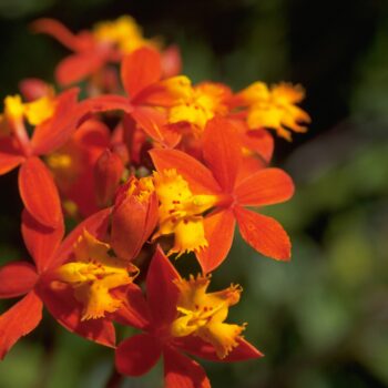Epidendrum radicans - Crucifix Orchid Fine Art Print