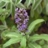 Dichorisandra thyrsiflora - Blue Ginger Fine Art Print