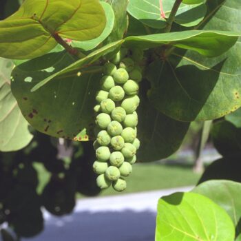 Coccoloba uvifera - Sea Grape Fine Art Print