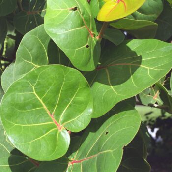 Coccoloba uvifera - Sea Grape Fine Art Print
