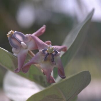 Calotropis gigantea - Giant Milkweed Fine Art Print