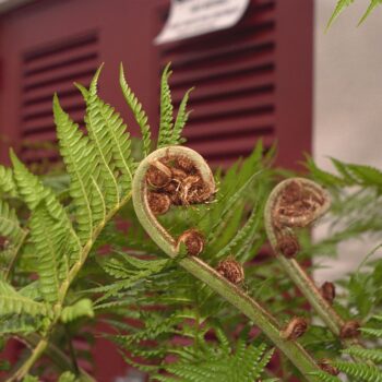 Fiddlehead of Fern Fine Art Print