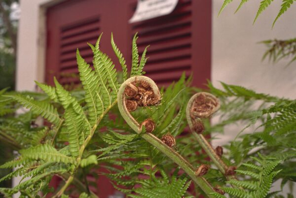 Fiddlehead of Fern Fine Art Print