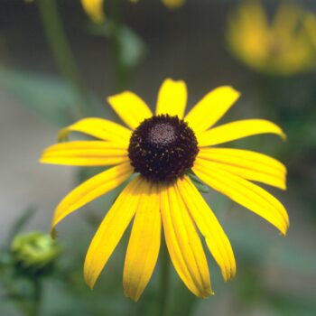 Rudbeckia speciosa var. sullivantii ‘Goldsturm’ - Black-Eyed Susan Fine Art Print