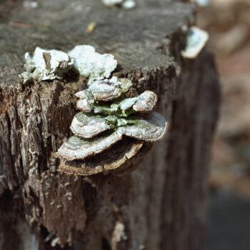 Fungus on Tree Fine Art Print