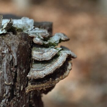 Fungus on Tree Close-up Fine Art Print