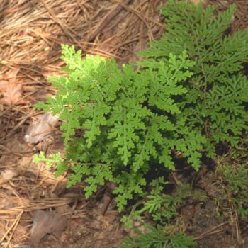 Selaginella braunii - Arborvitae Fern Fine Art Print