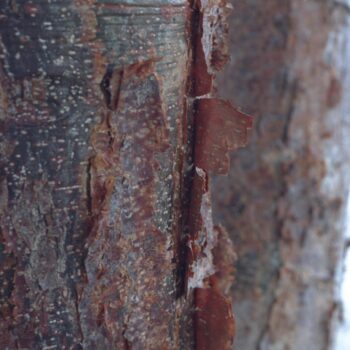 Bursera simaruba - Gumbo Limbo, Tourist Tree Fine Art Print