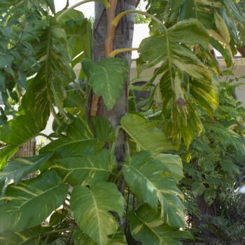 Epipremnum aureum - Pothos Mature Leaves Fine Art Print