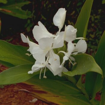 Hedychium coronarium - Butterfly Ginger, White Ginger Fine Art Print