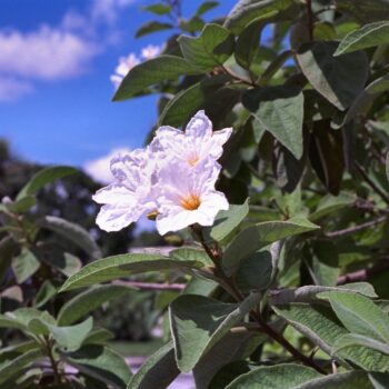Cordia boissieri - Texas Wild Olive Fine Art Print