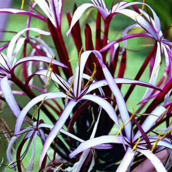 Crinum asiaticum ‘Queen Anne’ - Crinum Lily Fine Art Print
