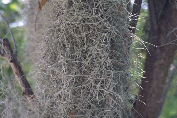 Tillandsia usneoides - Spanish Moss Fine Art Print
