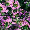 Salvia elegans - Pineapple Sage Fine Art Print - Image 2