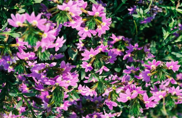 Scaevola aemula ‘Blue Wonder’ - Fan Flower Fine Art Print