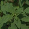 Salvia elegans - Pineapple Sage Fine Art Print
