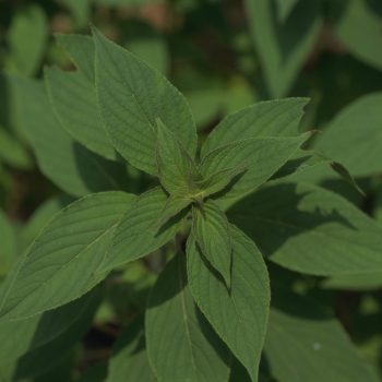 Salvia elegans - Pineapple Sage Fine Art Print