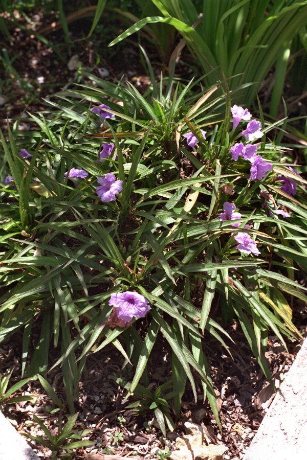 Ruellia brittoniana ‘Katie’ - Mexican Bluebell Fine Art Print