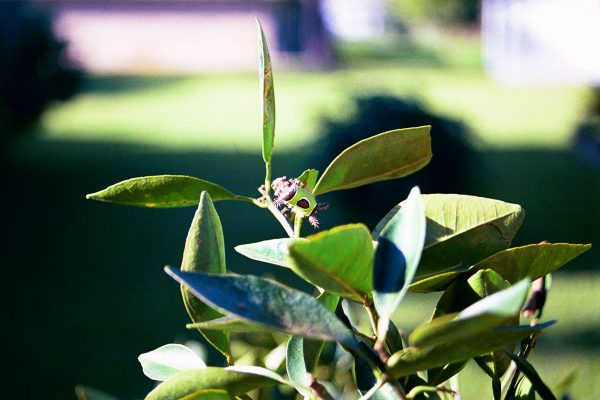 Saddleback caterpillar Fine Art Print