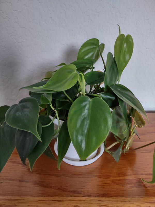 Heart Leaf Philodendron - Philodendron hederaceum - Image 2