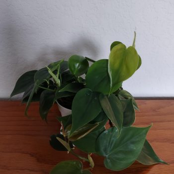 Heart Leaf Philodendron - Philodendron hederaceum