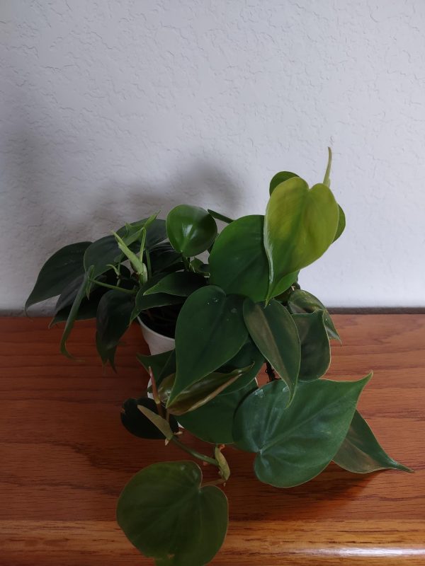 Heart Leaf Philodendron - Philodendron hederaceum