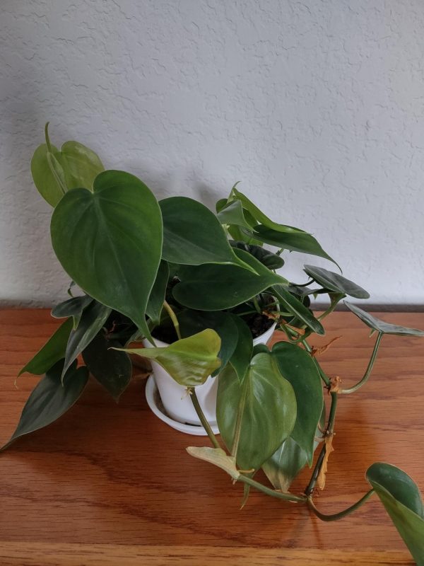 Heart Leaf Philodendron - Philodendron hederaceum - Image 4