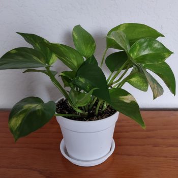 Golden Pothos Ivy – Epipremnum aureum