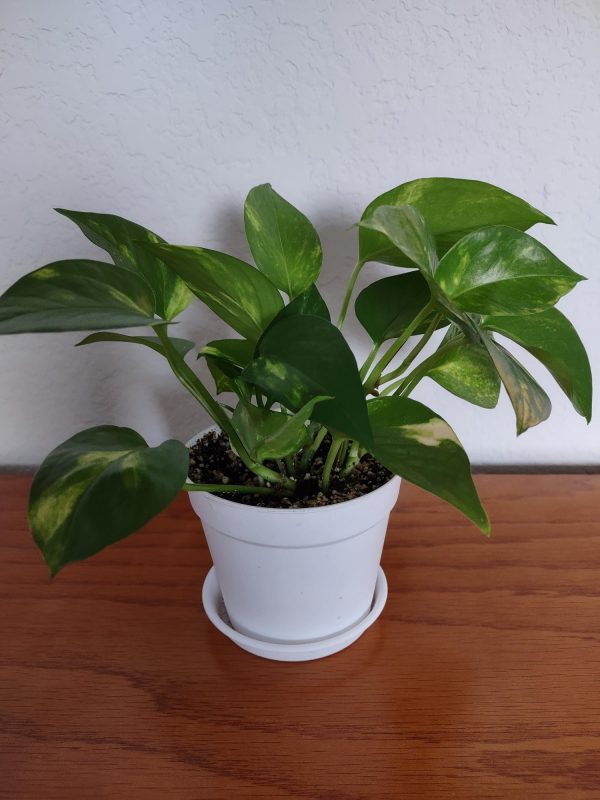 Golden Pothos Ivy – Epipremnum aureum