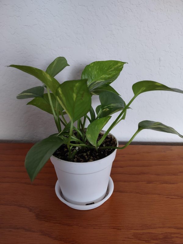 Golden Pothos Ivy – Epipremnum aureum - Image 3