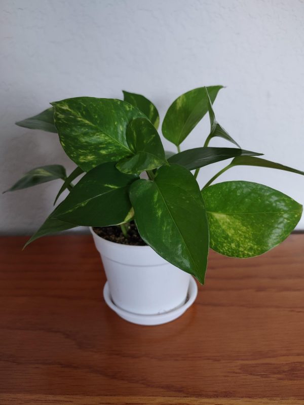 Golden Pothos Ivy – Epipremnum aureum - Image 4