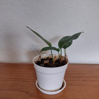 Aglaonema brevispathum hospitum - Chinese Evergreen
