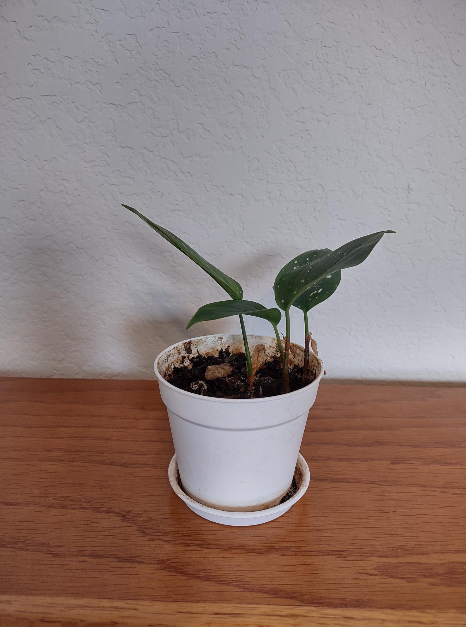 Aglaonema brevispathum hospitum - Chinese Evergreen