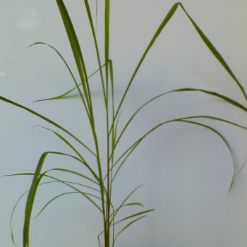Lemon Grass – Cymbopogon citratus