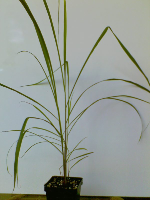 Lemon Grass – Cymbopogon citratus