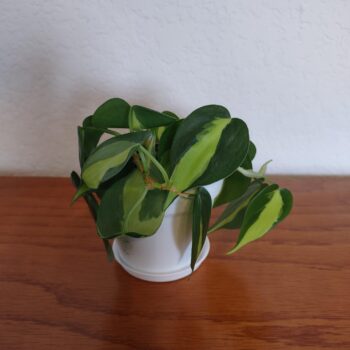 Heart Leaf Philodendron Brasil - Philodendron hederaceum Brasil