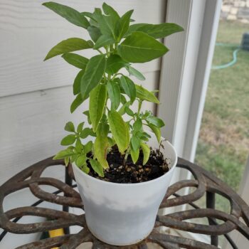 Lemon Basil – Ocimum basilicum citriodora