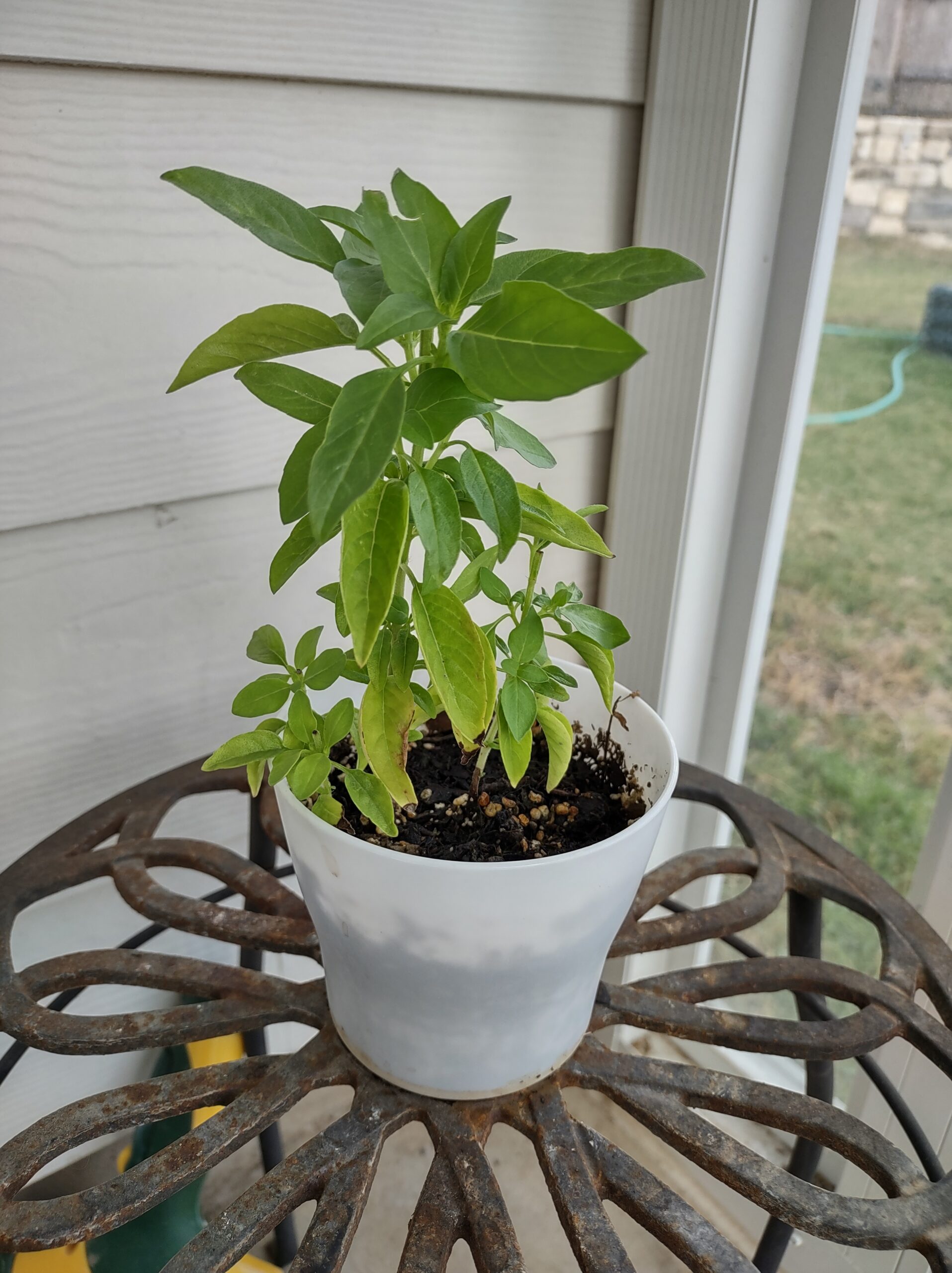 Lemon Basil – Ocimum basilicum citriodora