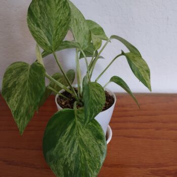 Marble Queen Pothos Ivy – Epipremnum aureum Marble Queen