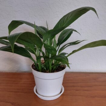 Peace Lily - Spathiphyllum sp.