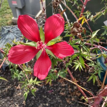 Texas Star Hibiscus – Hibiscus coccineus Seeds